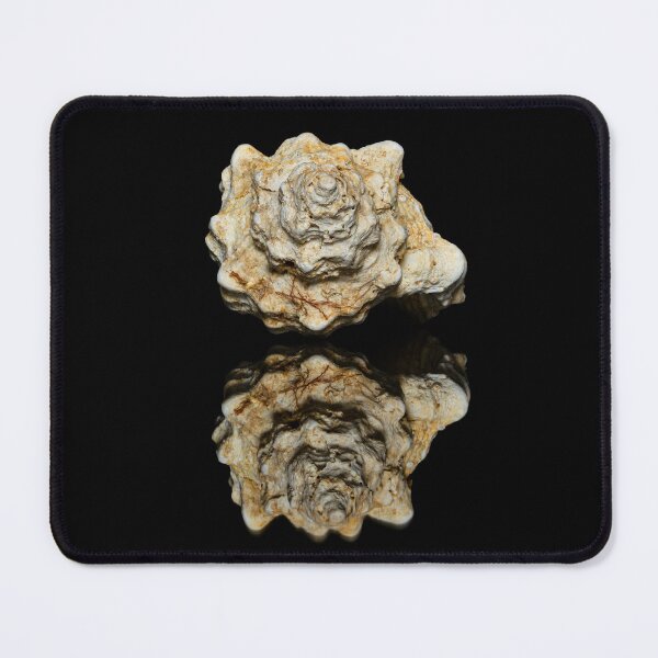 Item preview, Blunt Spiny Snail - Blunt Spiny Snail - Hexaplex trunculus - Shell designed and sold by marcrolandscape.