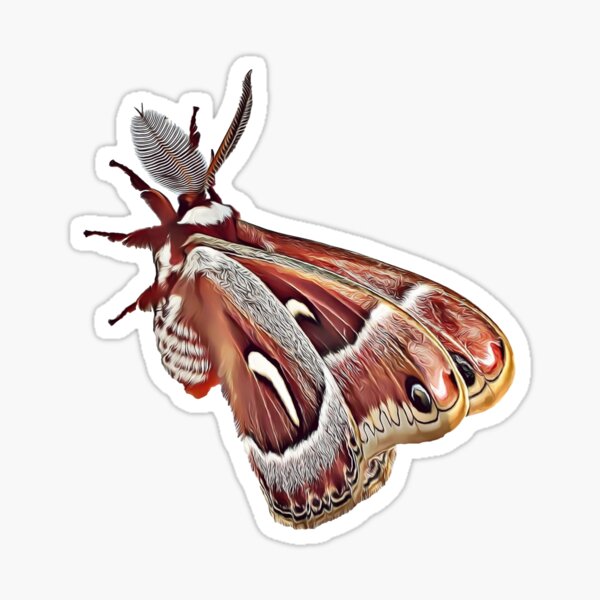 Ceanothus Moth Sticker — Andrea Dingeldein