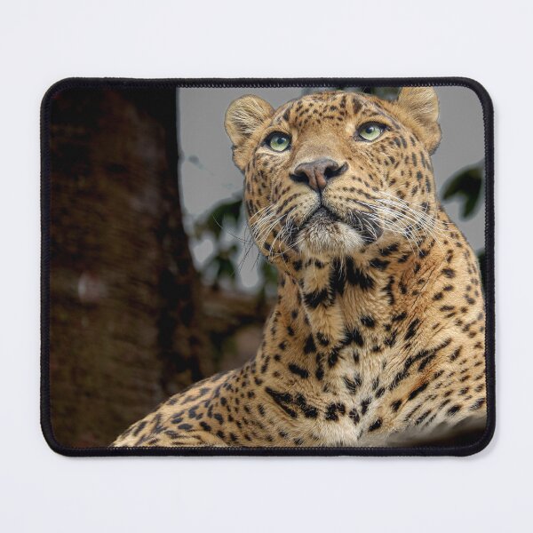 Item preview, Leopard designed and sold by Magia del Norte.