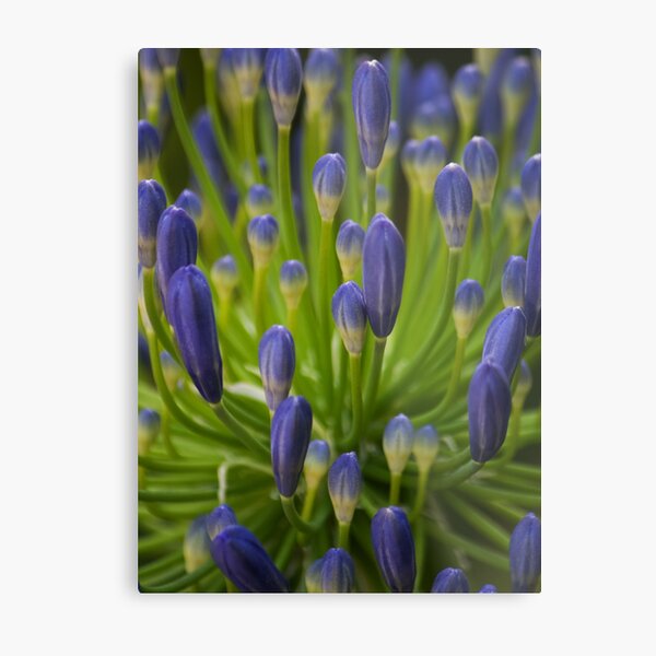 Spring Metal Print