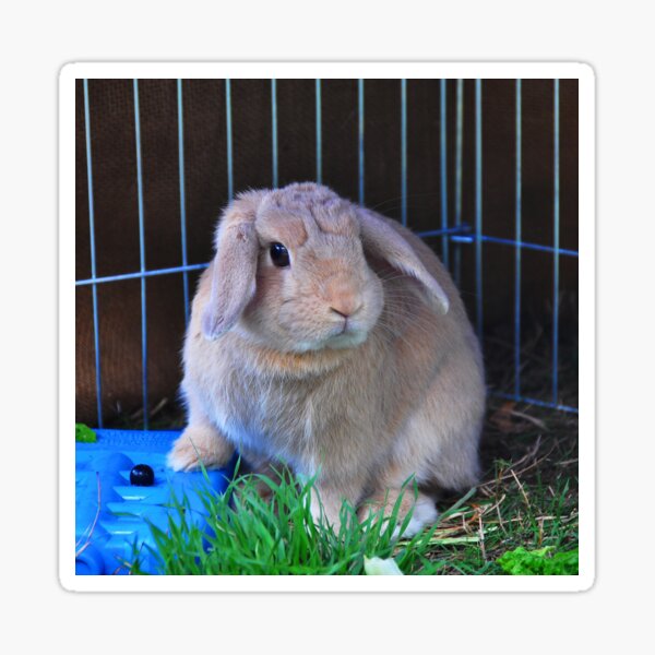 Miss Mocha Floppy Ears - "This is MY Blueberry." Sticker