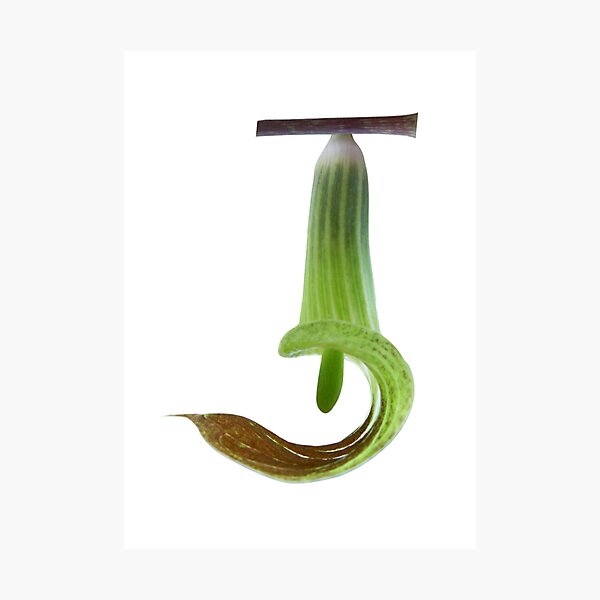 Item preview, Letter J Monogram, J Initial, Jack-in-the-pulpit, Plant letter J, Botanical J, woodland plant lover designed and sold by EveryDayDabble.