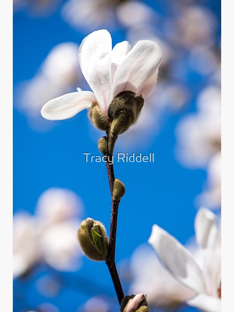 Nature's Confetti by taos