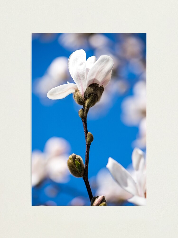 Alternate view of Nature's Confetti Photographic Print