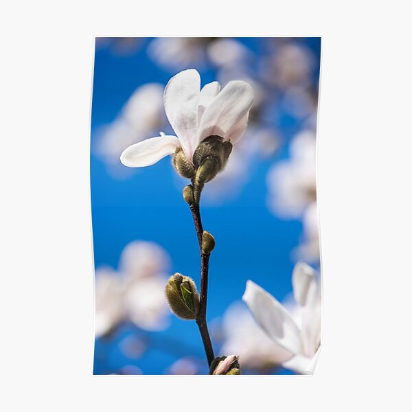 Nature's Confetti Poster