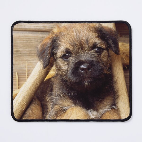 Item preview, Border Terrier Puppy in a Wagon Wheel designed and sold by ScienceSource.