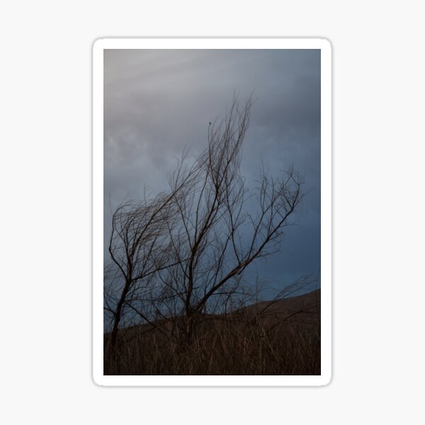 Stormy Night - Nature Art, a moody evening and branches in the Fall Sticker