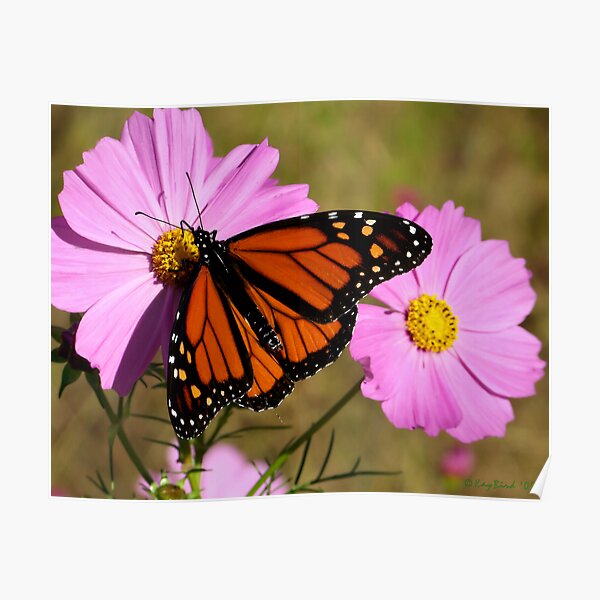 Monarch Poster