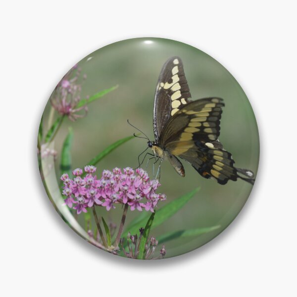 Artikelvorschau, Riesiger Schwalbenschwanz, der auf Pink Swamp Milkweed Nectaring ist entworfen und verkauft von Carolep958.
