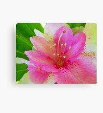 Soft Pink and White Flora Canvas Print