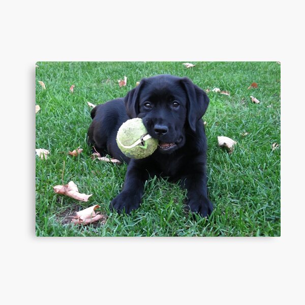 Awaiting Spring Black Labrador Puppy Canvas Print By Blackdogartjudy Redbubble