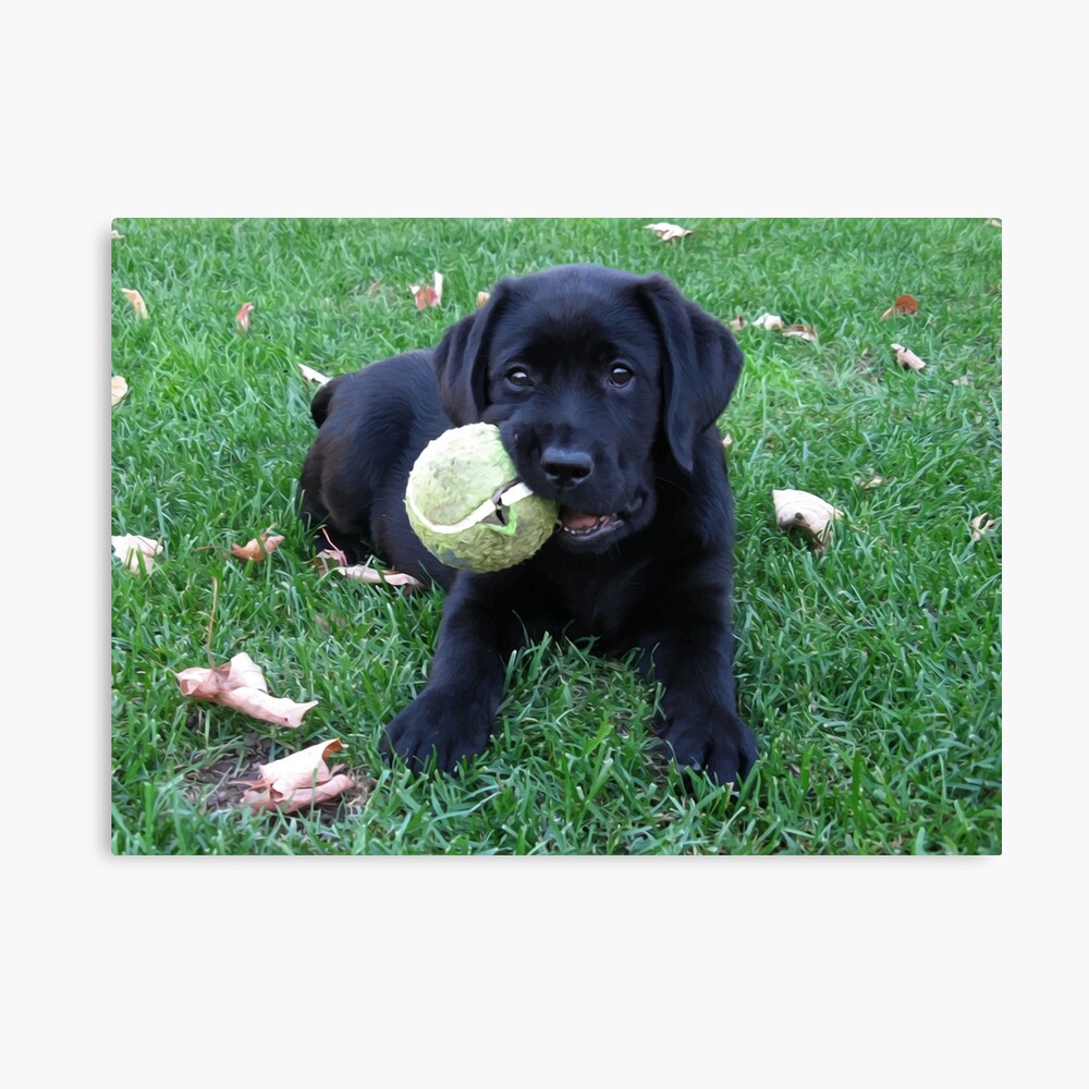 labrador balls