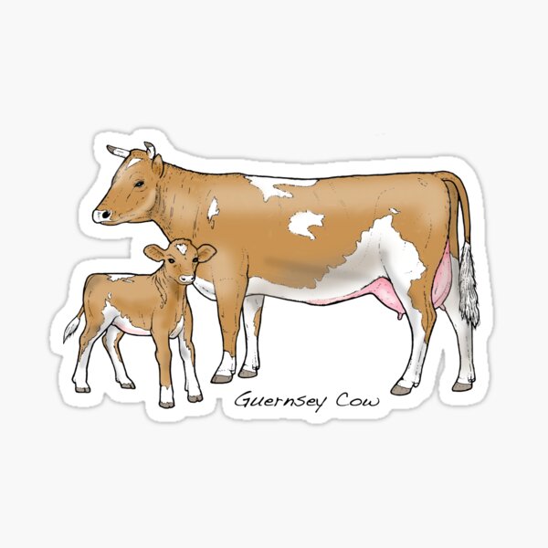 Guernsey Cow Sticker