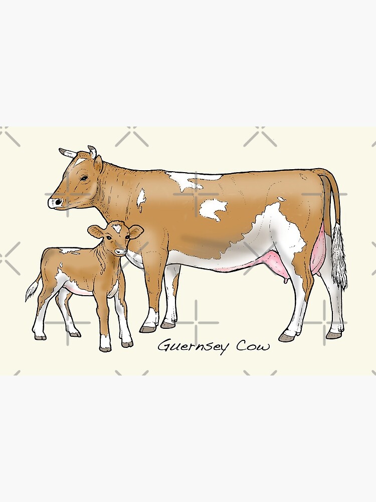 "Guernsey Cow" Canvas Print for Sale by lewisroland Redbubble