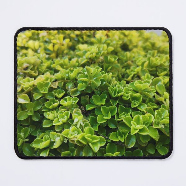 Item preview, Plants designed and sold by HomHai.
