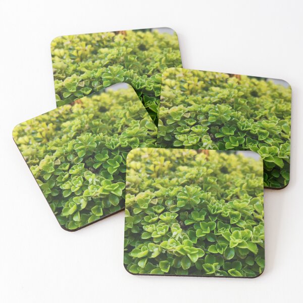 Item preview, Plants designed and sold by HomHai.