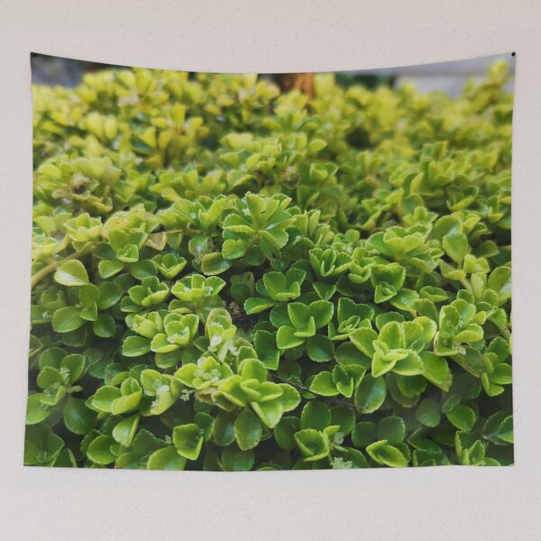 Item preview, Plants designed and sold by HomHai.