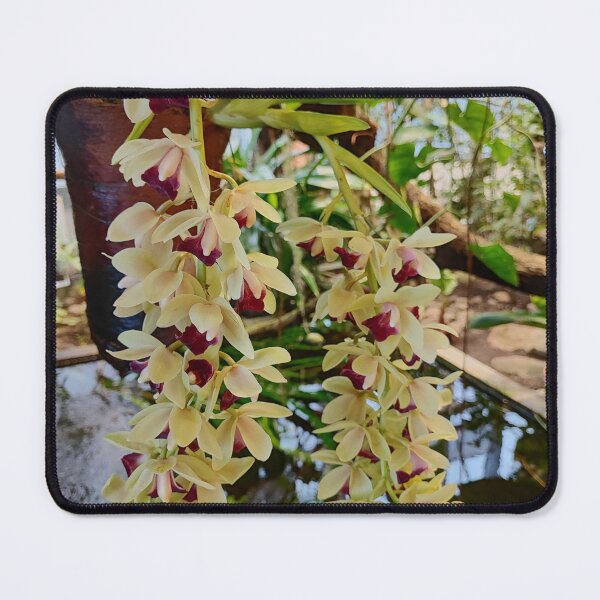 Item preview, Just an amazing orchid designed and sold by Raigitam.