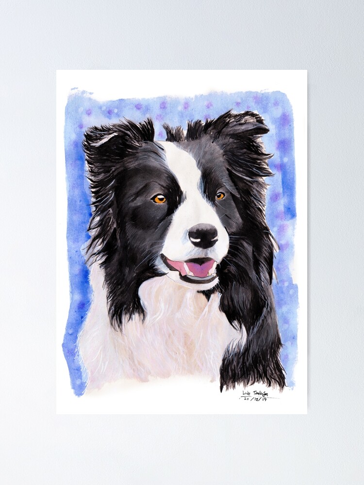 border collie sheepdog