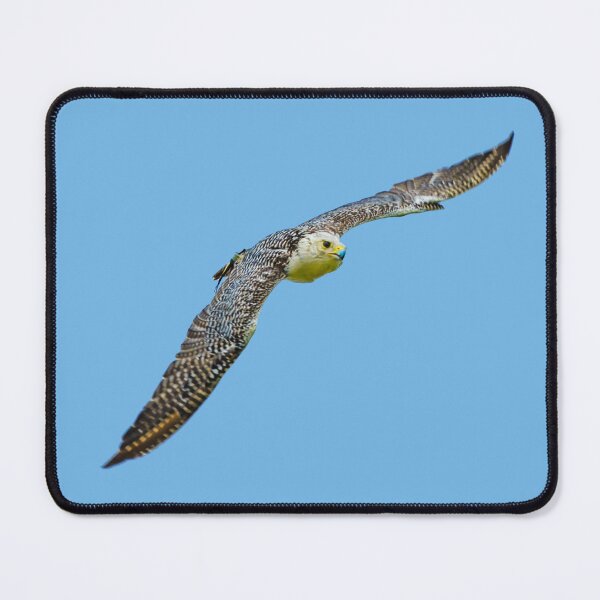 Item preview, Greenland Falcon designed and sold by Dalyndigital Photography.