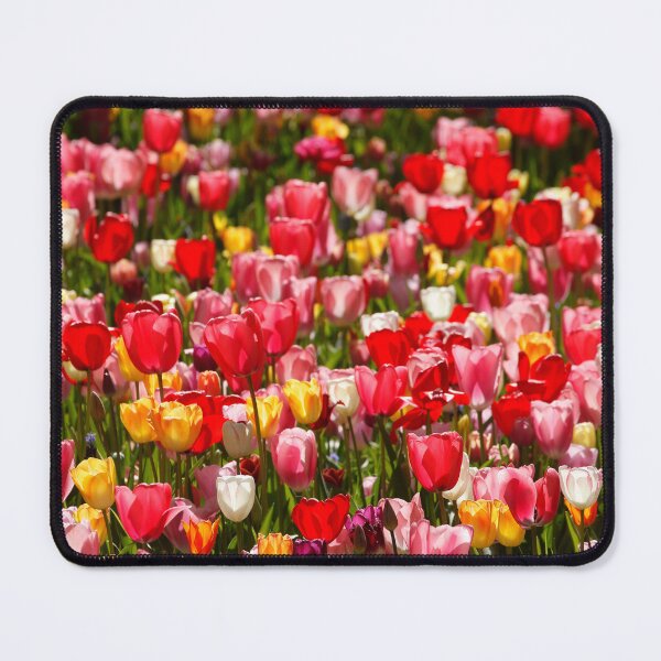 Item preview, Colorful blooming tulips (Tulipa), flowerbed, Germany designed and sold by Torsten  Krüger.