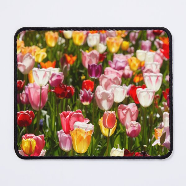 Item preview, Colorful blooming tulips (Tulipa), flowerbed, Germany designed and sold by Torsten  Krüger.