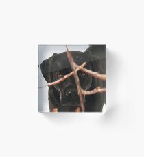 Black Labrador - Peeking Branches Acrylic Block