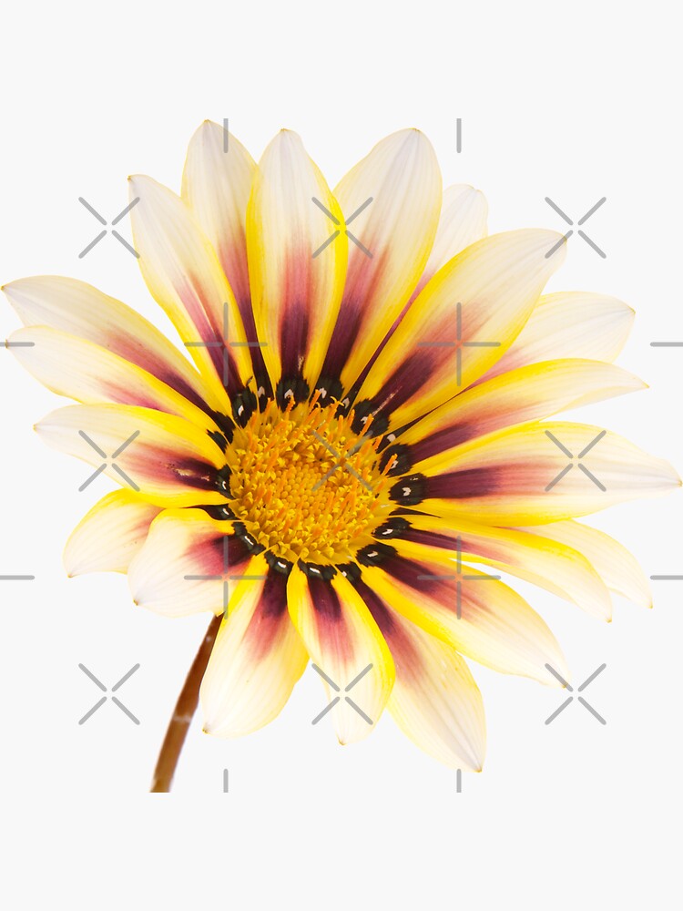 Yellow Wild Flower Pattern by THPStock
