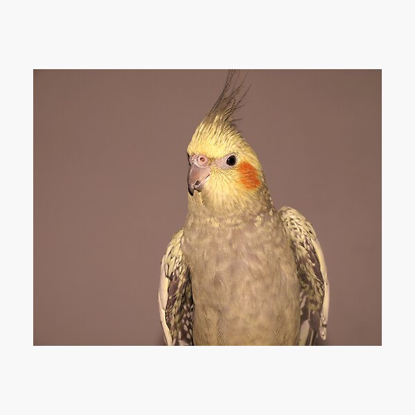 Female Cockatiel Photographic Print