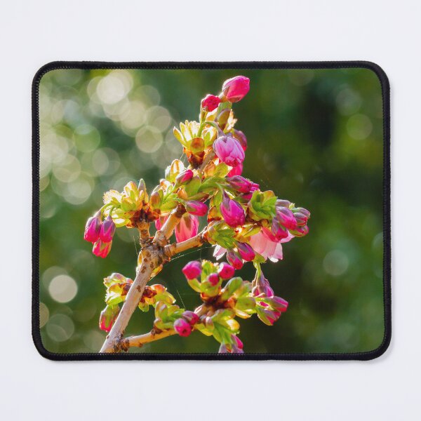 Item preview, Budding Pink Cherry Blossom designed and sold by Tanya C  Smith.