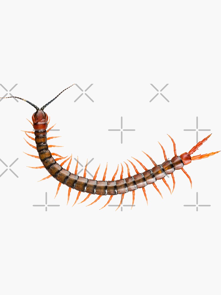 Giant Centipede Creepy Crawly by THPStock