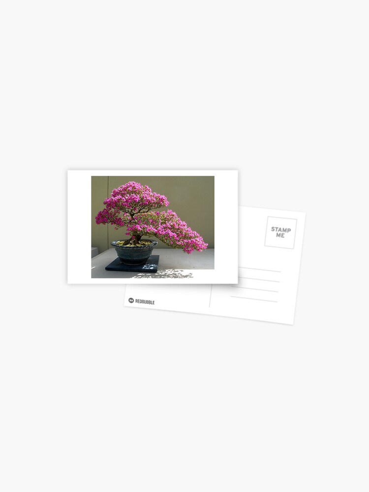 Postal «Bonsai Azalea» de windflowers43 | Redbubble