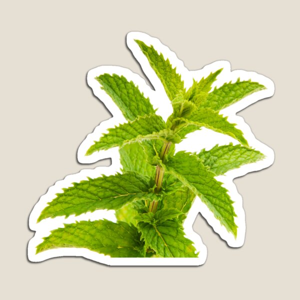 Fresh Mint Leaves Detail Magnet