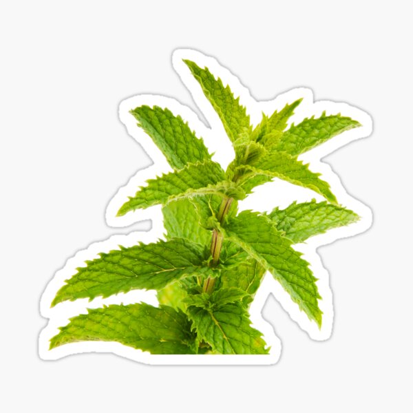 Fresh Mint Leaves Detail Sticker