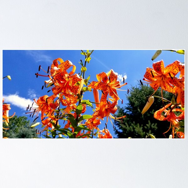 Item preview, Tiger Lilies in the Sky designed and sold by bjtomiko.