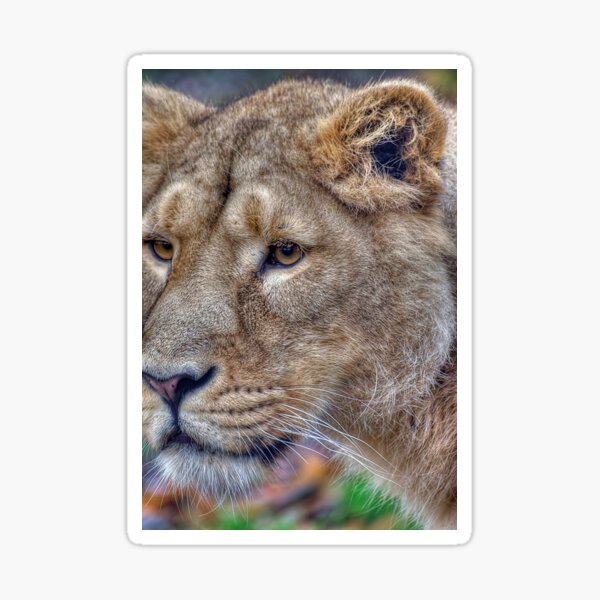 Item preview, Female Asiatic Lion Lioness  designed and sold by Darren Wilkes.