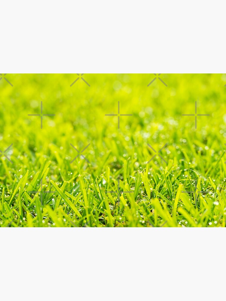 Grass Dew Drops by THPStock