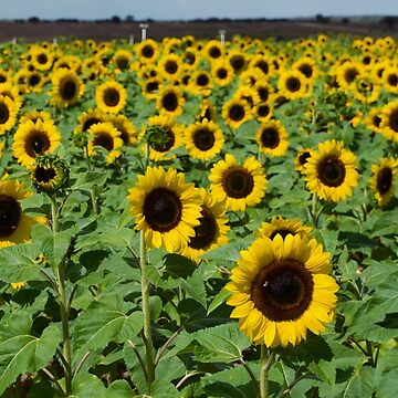 Artwork thumbnail, SUNFLOWER FIELD SOUTHERN HILL FARMS CLERMONT FLORIDA by teruyalab