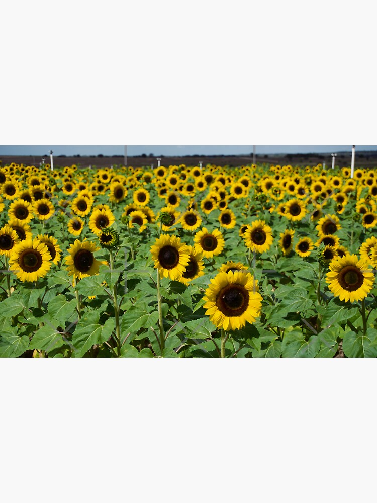 Thumbnail 3 of 3, Sticker, SUNFLOWER FIELD SOUTHERN HILL FARMS CLERMONT FLORIDA designed and sold by teruyalab.