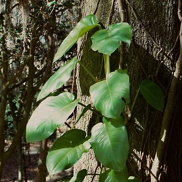 Artwork thumbnail, POTHOS TREE JUNGLE AROIDS LEU GARDENS ORLANDO FLORIDA by teruyalab
