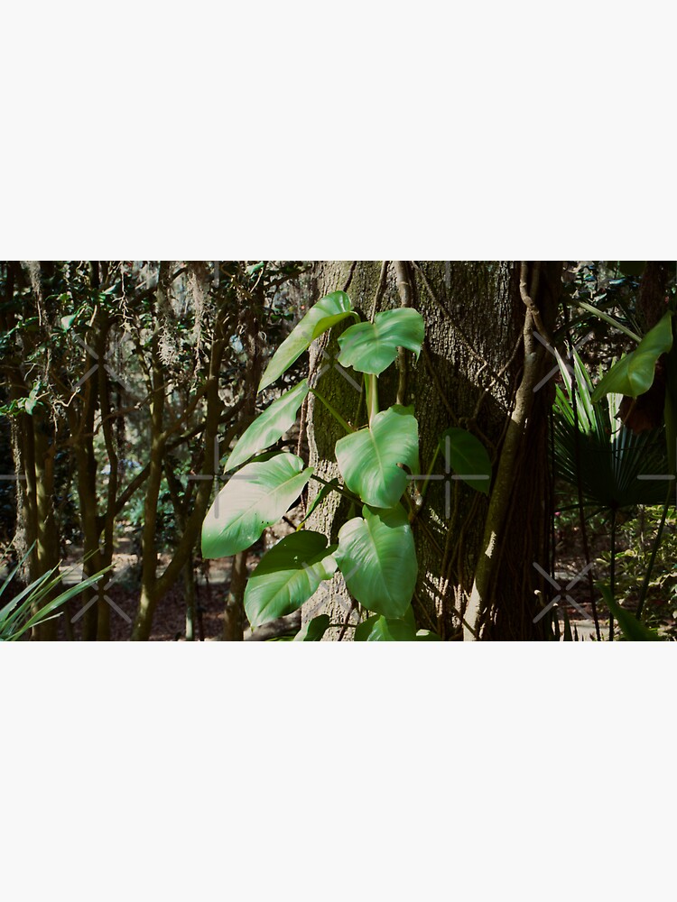 Thumbnail 3 of 3, Sticker, POTHOS TREE JUNGLE AROIDS LEU GARDENS ORLANDO FLORIDA designed and sold by teruyalab.