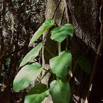 Artwork thumbnail, POTHOS TREE JUNGLE AROIDS LEU GARDENS ORLANDO FLORIDA by teruyalab