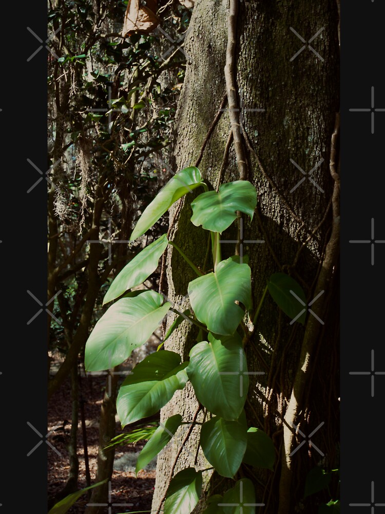 Thumbnail 7 of 7, Classic T-Shirt, POTHOS TREE JUNGLE AROIDS LEU GARDENS ORLANDO FLORIDA designed and sold by teruyalab.