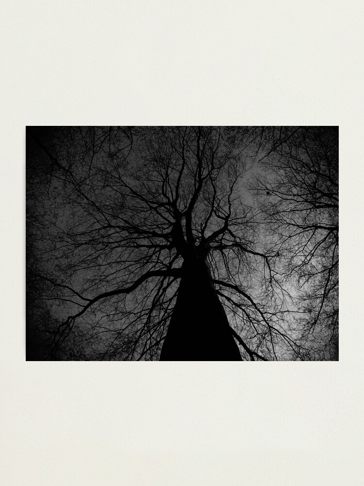 Alternate view of Tree Photographic Print