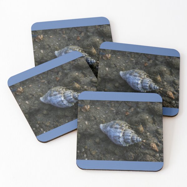 Item preview, Single Seashell designed and sold by Evelynsphoto.