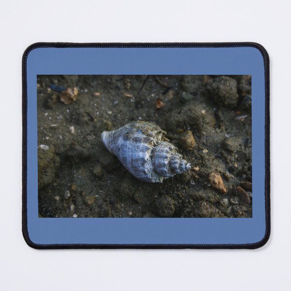Item preview, Single Seashell designed and sold by Evelynsphoto.