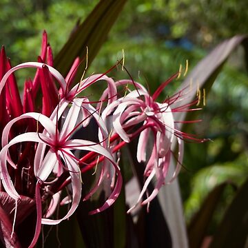 Artwork thumbnail, PURPLE PINK FLOWER LEU GARDENS ORLANDO FLORIDA by teruyalab