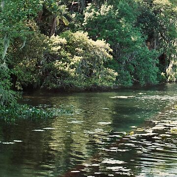 Artwork thumbnail, LAKE WATER JUNGLE LEU GARDENS ORLANDO FLORIDA by teruyalab