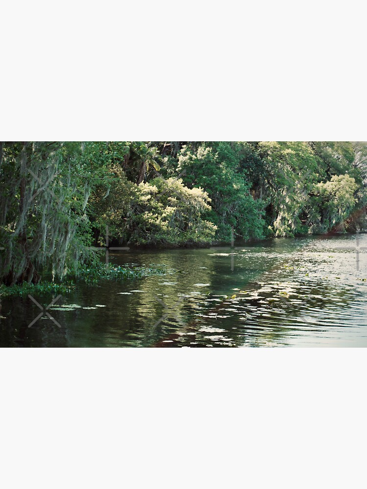 Thumbnail 3 of 3, Sticker, LAKE WATER JUNGLE LEU GARDENS ORLANDO FLORIDA designed and sold by teruyalab.