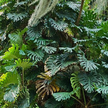 Artwork thumbnail, MONSTERA DELICIOSA JUNGLE LEU GARDENS ORLANDO FLORIDA by teruyalab